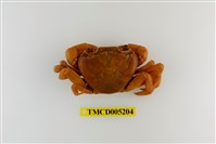 藏品(拉氏清溪蟹)的圖片